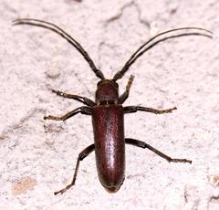 Africophanes amicus