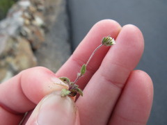 Phyllopodium capillare