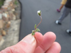 Phyllopodium capillare