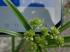 Cyperus eragrostis
