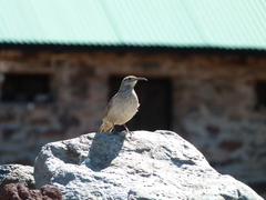 Upucerthia dumetaria