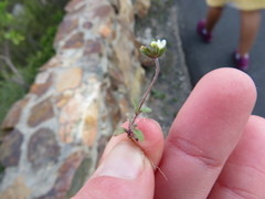 Phyllopodium capillare