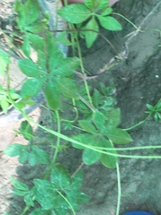 Cissus striata
