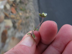 Phyllopodium capillare