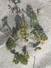 Daucus pumilus