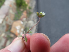 Phyllopodium capillare