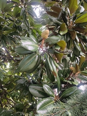 Magnolia grandiflora