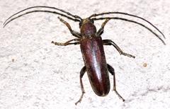 Africophanes amicus