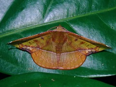 Fascellina clausaria