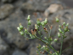 Erigeron floribundus