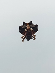 Thelacantha
