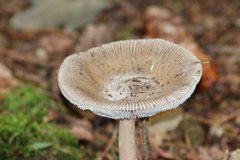 Amanita submembranacea
