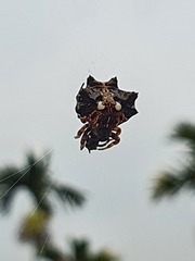 Thelacantha