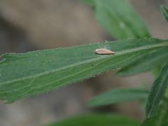 Erigeron floribundus