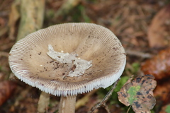 Amanita submembranacea
