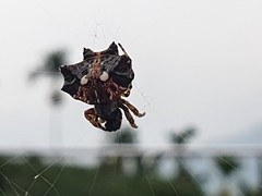 Thelacantha
