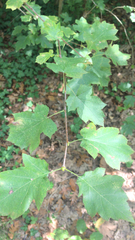 Torminalis glaberrima