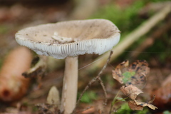 Amanita submembranacea