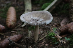 Amanita submembranacea