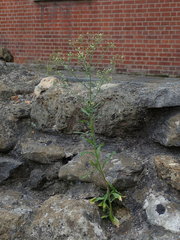 Erigeron floribundus