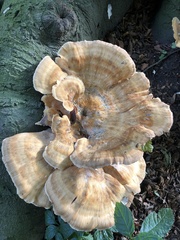 Meripilus giganteus