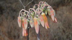 Cotyledon orbiculata spuria