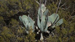Cotyledon orbiculata spuria