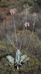Cotyledon orbiculata spuria