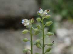 Myosotis