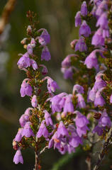 Erica chamissonis chamissonis