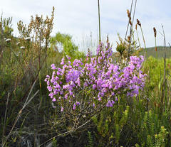 Erica chamissonis chamissonis