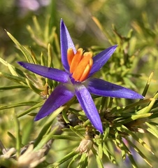 Calectasia narragara