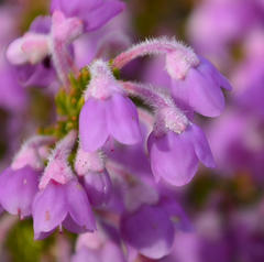 Erica chamissonis chamissonis