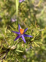 Calectasia narragara