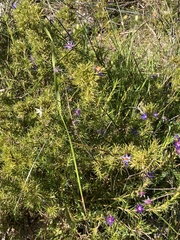 Calectasia narragara