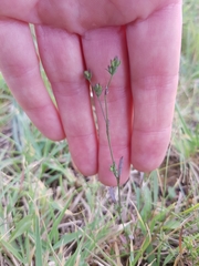 Bupleurum tenuissimum