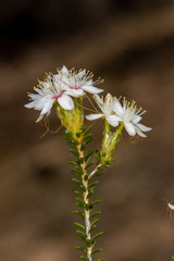 Calytrix involucrata