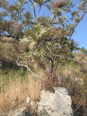 Bocconia arborea