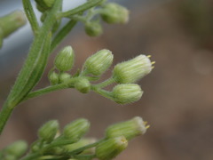 Erigeron sumatrensis