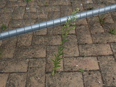 Erigeron sumatrensis