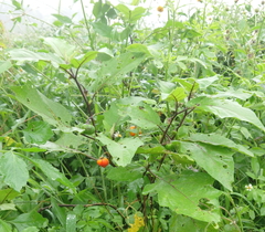Solanum aethiopicum