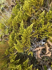 Veronica tetragona subsimilis