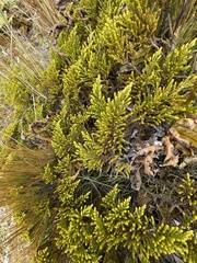 Veronica tetragona subsimilis