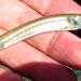 Tropical Garfish - Photo (c) Ricky Taylor, some rights reserved (CC BY-NC), uploaded by Ricky Taylor