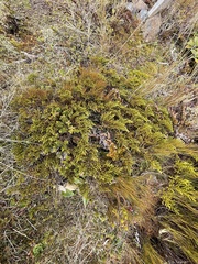 Veronica tetragona subsimilis