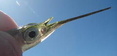 Hyporhamphus affinis