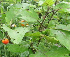 Solanum aethiopicum