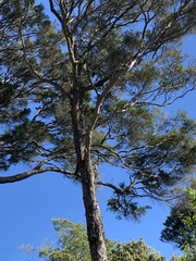 Hemiphaga novaeseelandiae