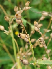 Silene noctiflora
