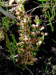 Erica pseudocalycina